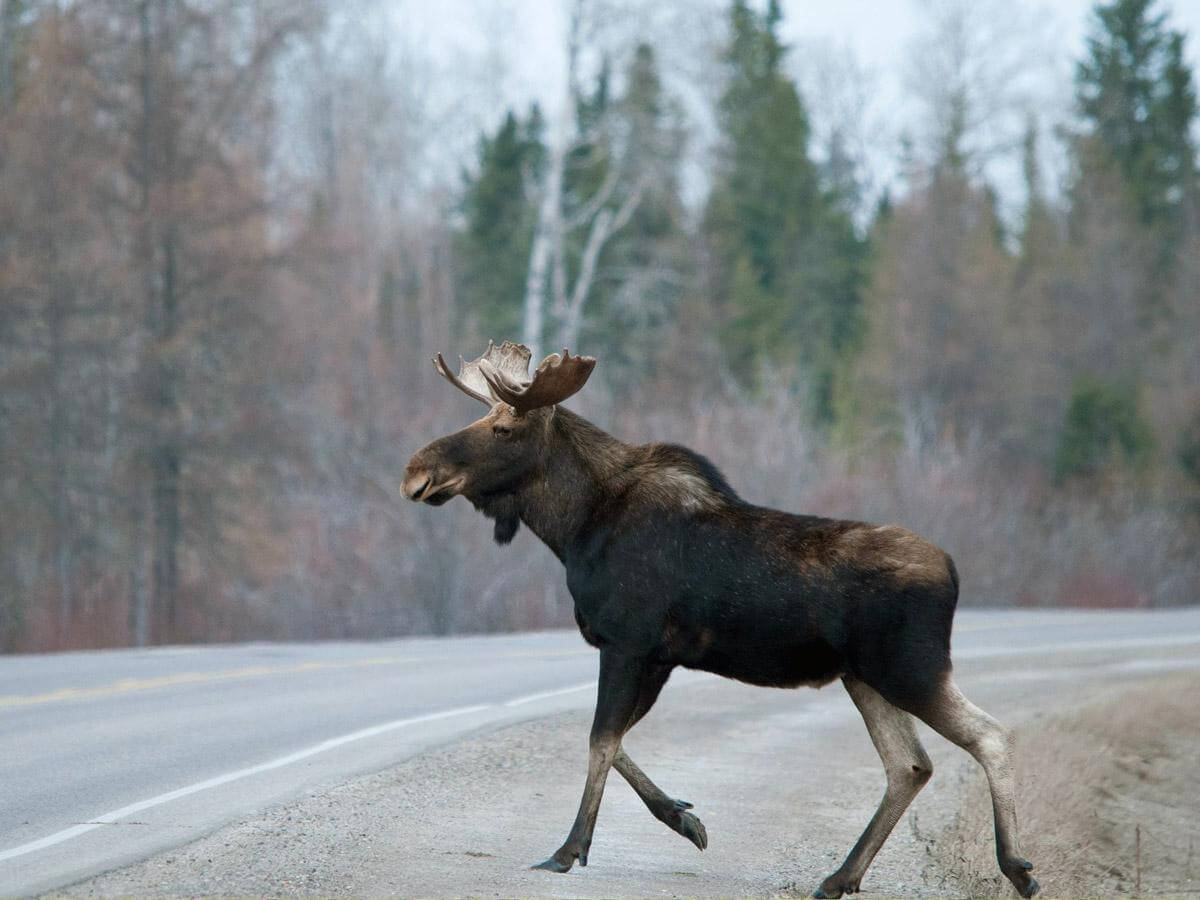bull moose
