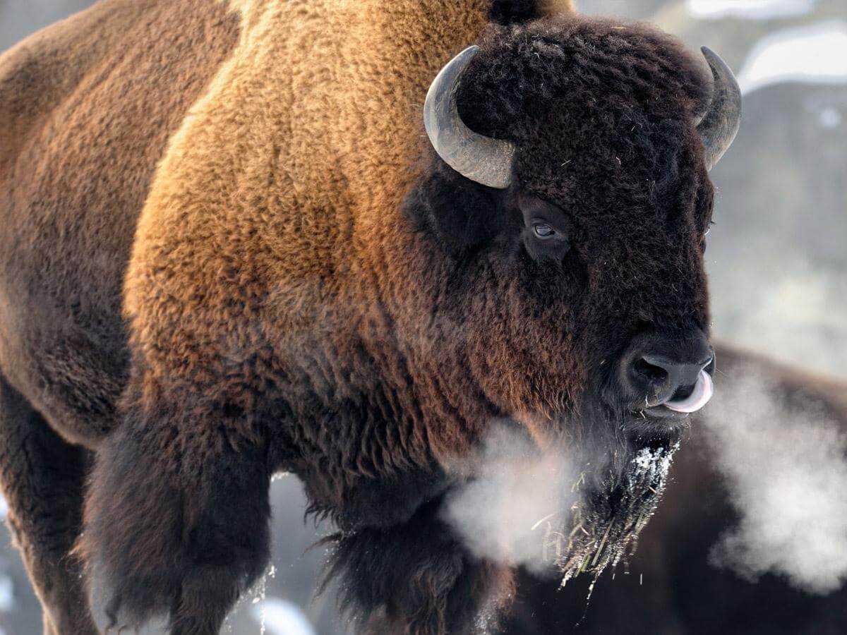 bison