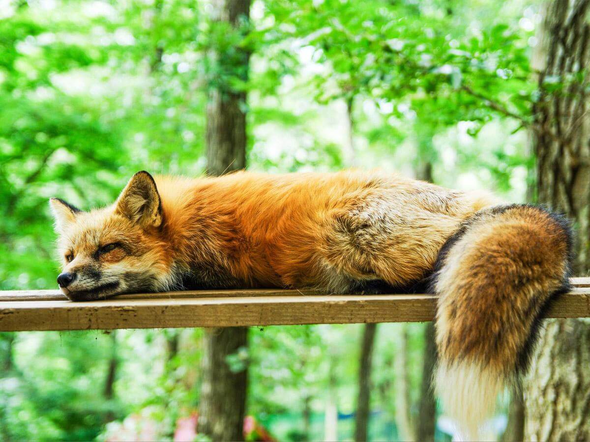 red fox
