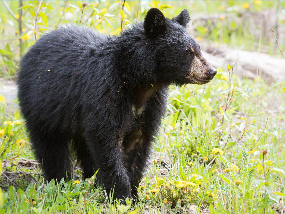 black bear cub